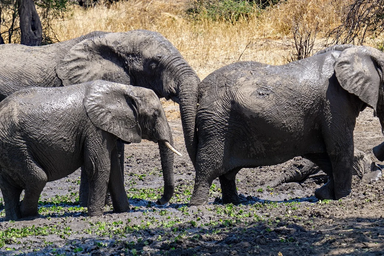 Elephant family gathered at a muddy waterhole
